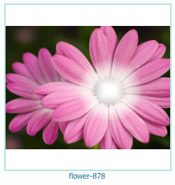 marco de fotos de flores 878